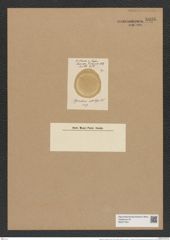 Eupodiscus nebulosus (Lend.-Fortm.) Rattr. (de-Toni-Nr.: Genus 177, Species 4470) Zeichnungen Sammlung Grunow Nr. 8036 (NHMW-BOT-W0377344)